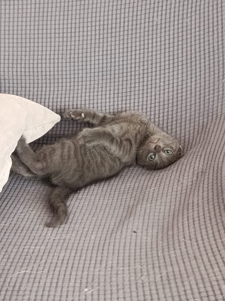 rescued kitten Cyprus