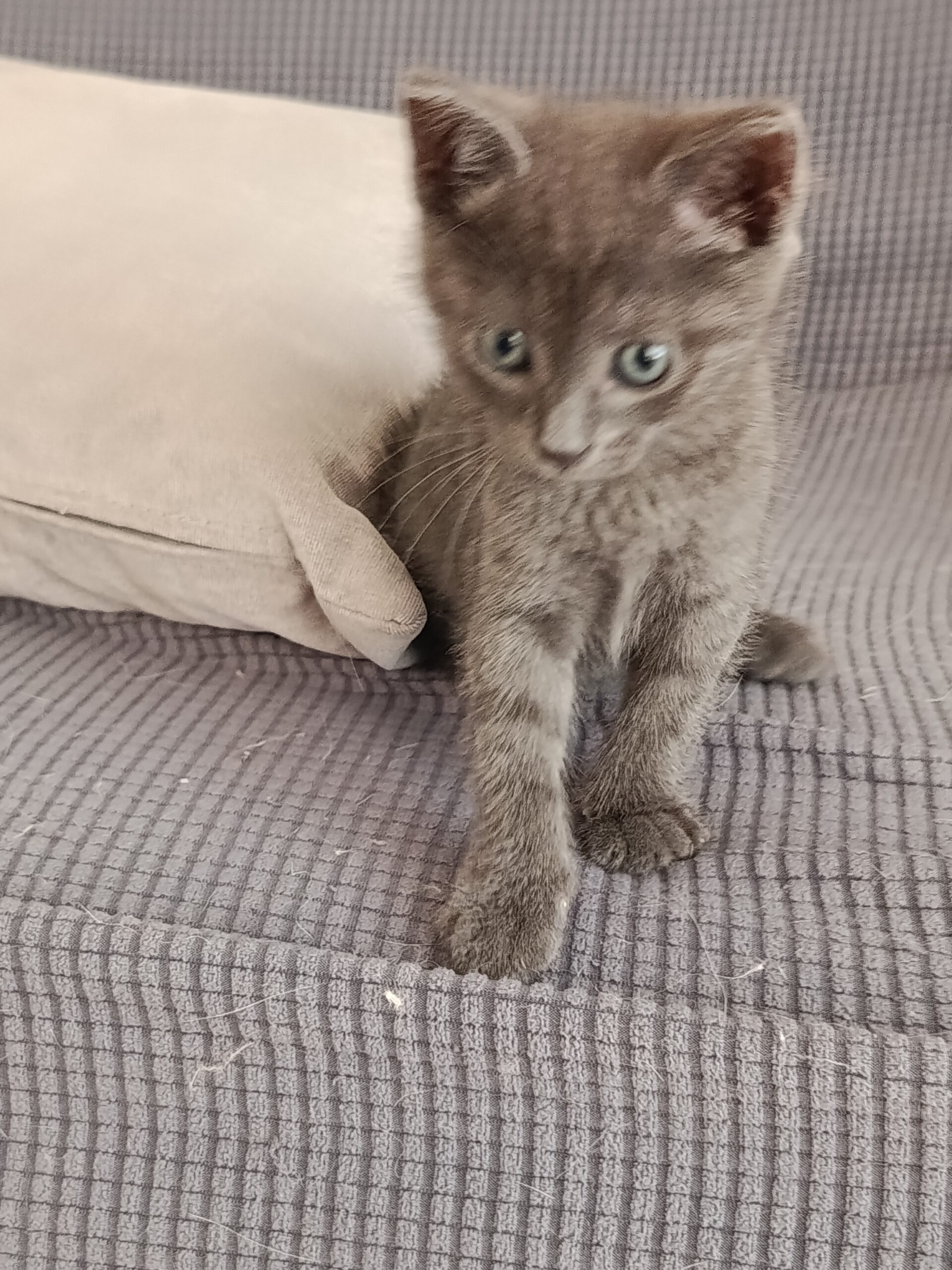 Micro-Boss, a rescued kitten from Paphos, Cyprus, relaxing safely in his new home