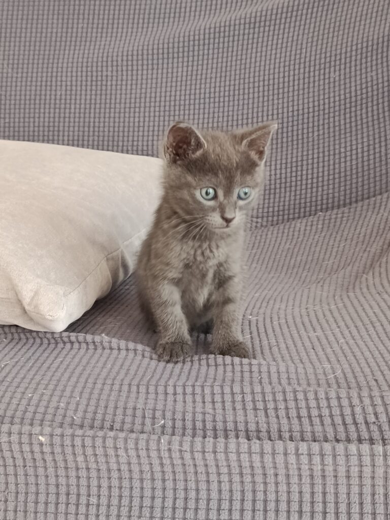 rescued kitten Cyprus