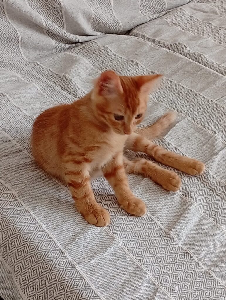 rescued kitten Cyprus
