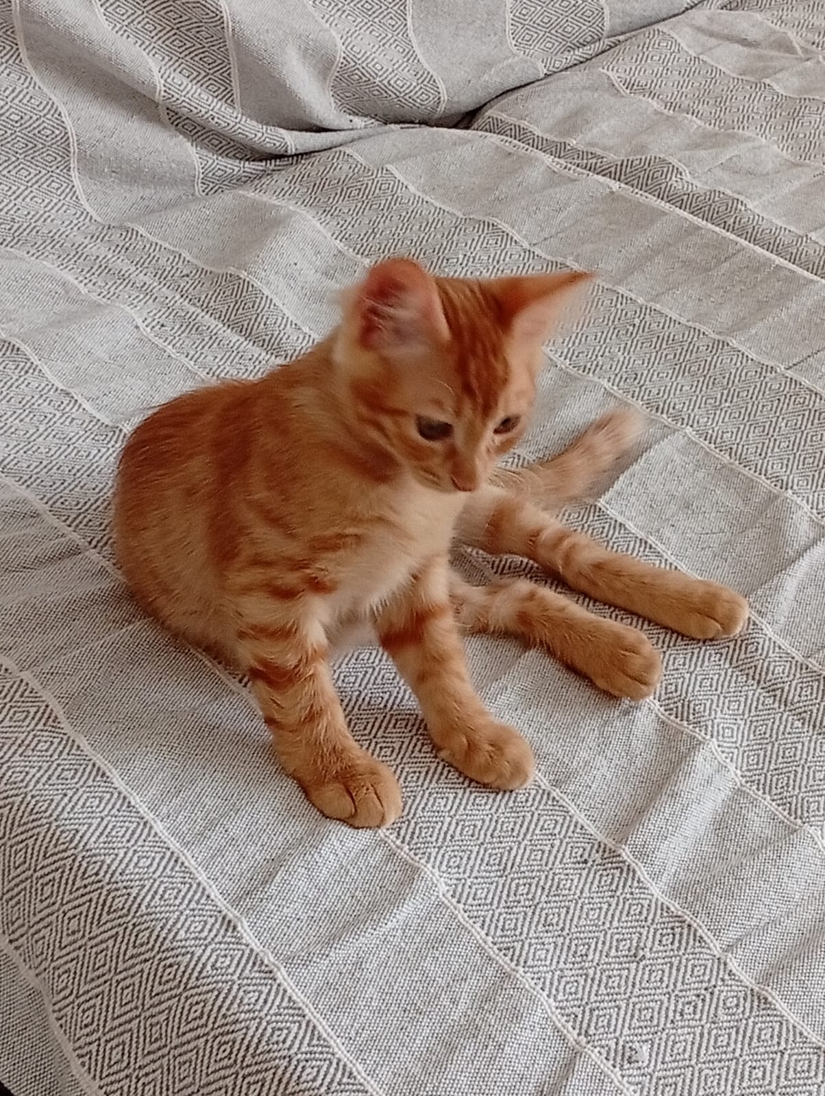 rescued kitten Cyprus