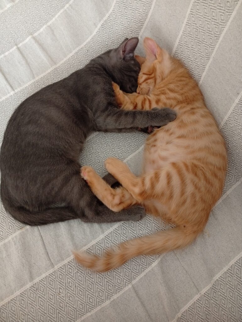 rescued kitten Cyprus