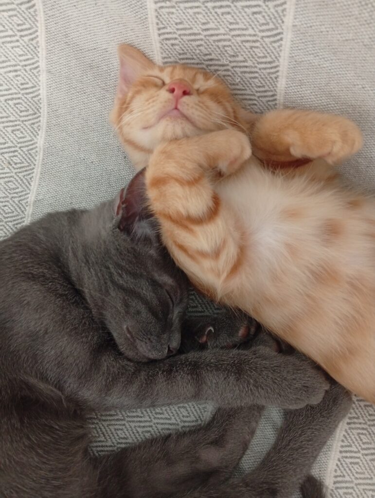 rescued kitten Cyprus