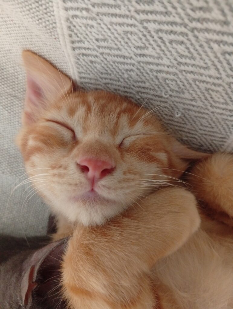 rescued kitten Cyprus