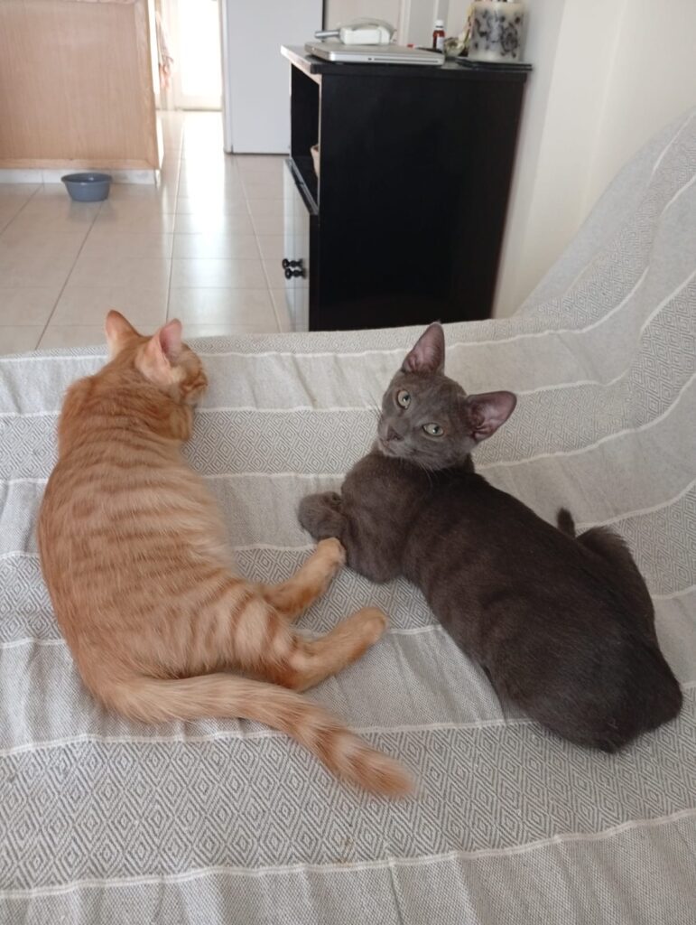 rescued kitten Cyprus